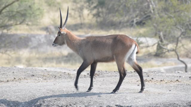 Topi Grazing In Wetland