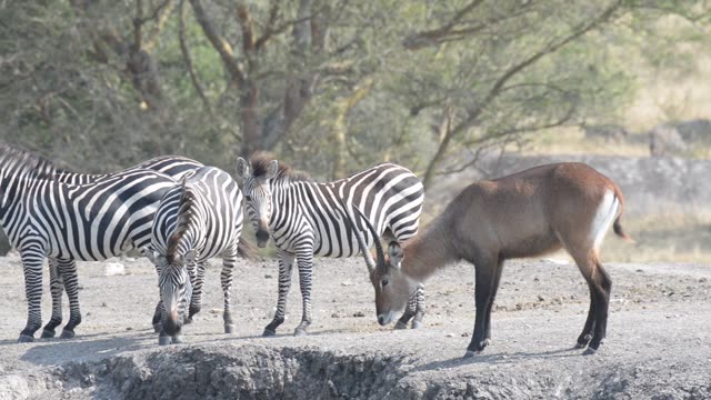 Topi Herd In Grassland