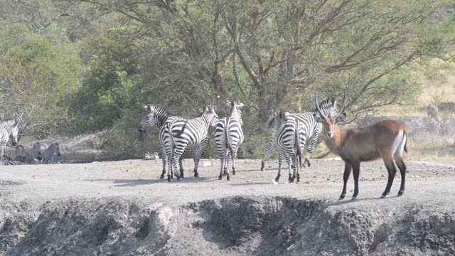 Topi Grazing In Wetland