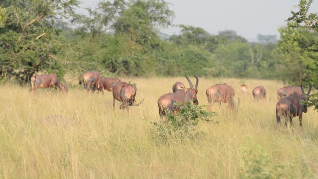 Topi Herd In Grassland