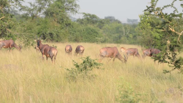 Topi Grazing In Wetland