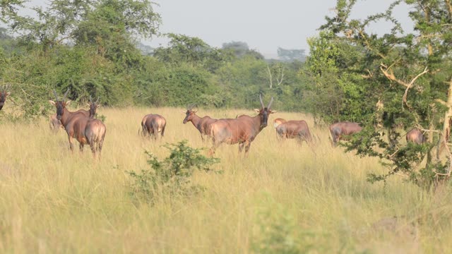 Topi Herd In Grassland