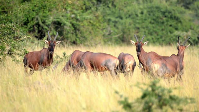 Topi Grazing In Wetland