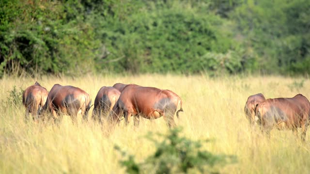 Topi Herd In Grassland