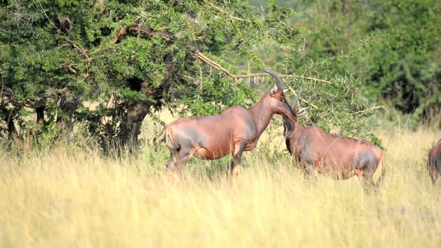 Topi Grazing In Wetland