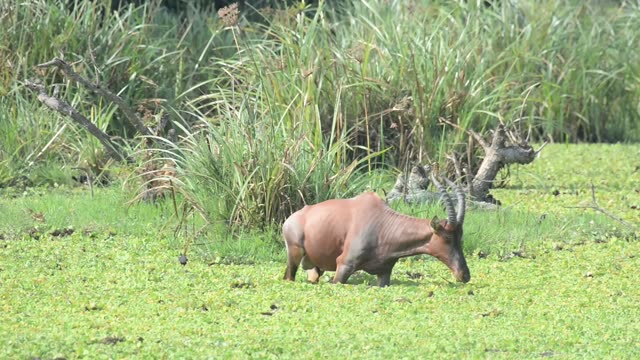 Topi Herd In Grassland