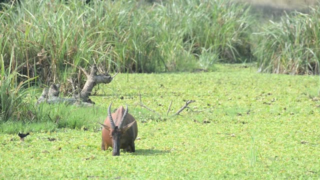 Topi Grazing In Wetland