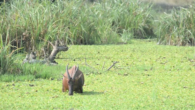 Topi Herd In Grassland