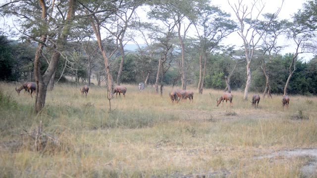Topi Grazing In Wetland