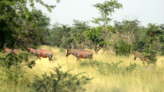 Topi Herd In Grassland