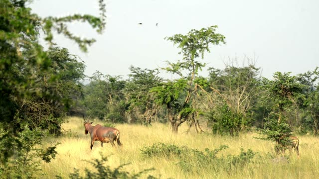 Topi Grazing In Wetland
