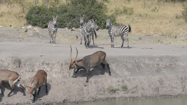 Topi Herd In Grassland