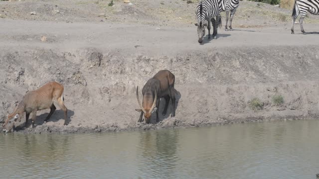 Topi Grazing In Wetland
