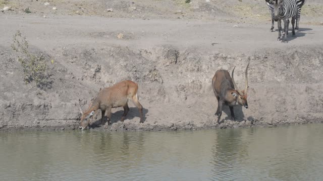 Topi Herd In Grassland