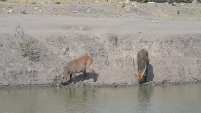 Topi Grazing In Wetland