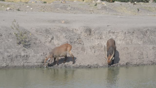 Topi Herd In Grassland