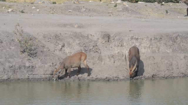 Topi Grazing In Wetland