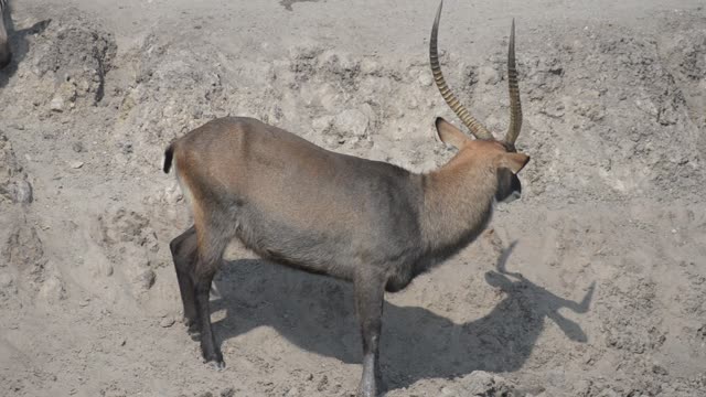 Topi Herd In Grassland
