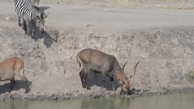Topi Grazing In Wetland
