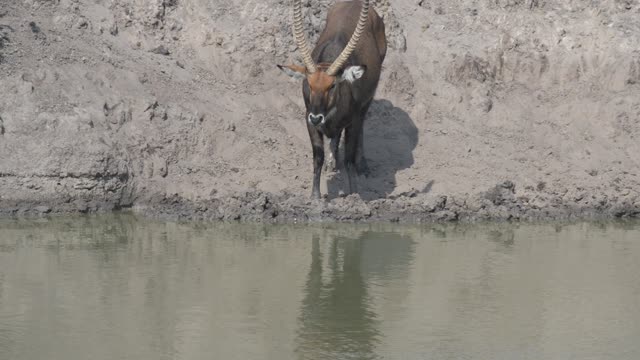 Topi Grazing In Wetland