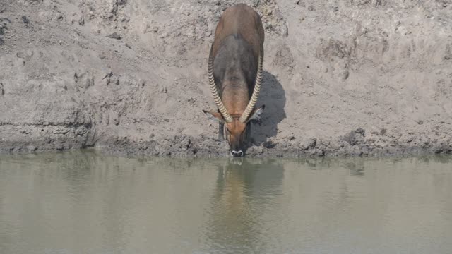 Topi Herd In Grassland