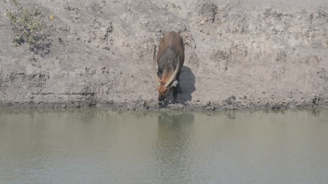 Topi Grazing In Wetland