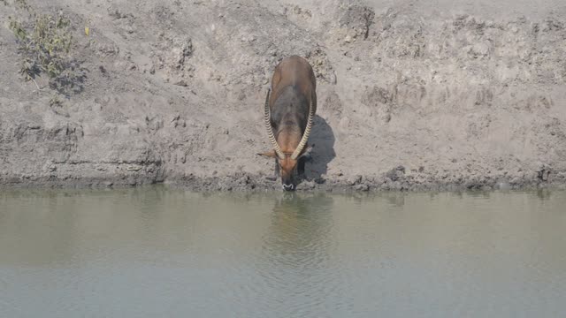 Topi Herd In Grassland