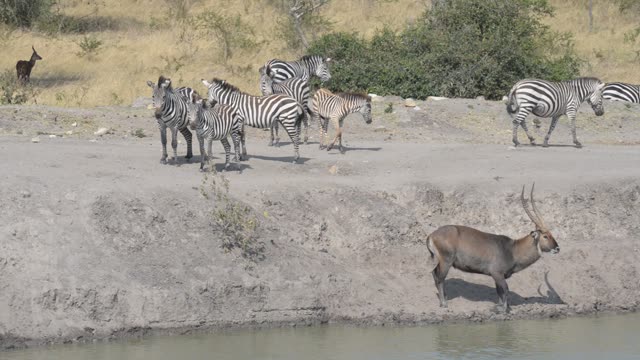 Topi Grazing In Wetland