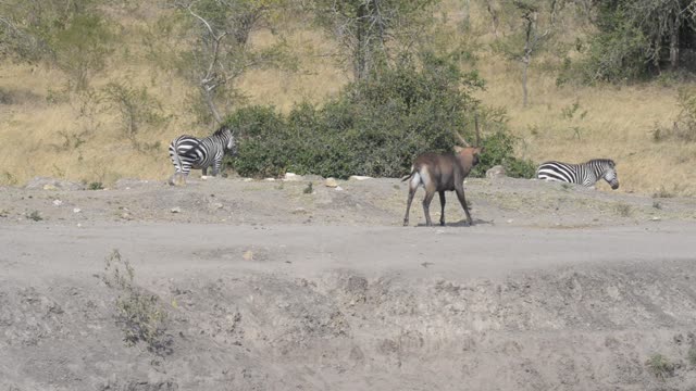 Topi Grazing In Wetland