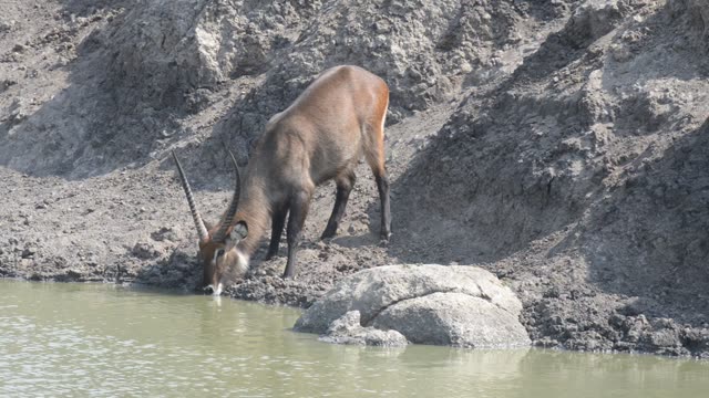 Topi Herd In Grassland