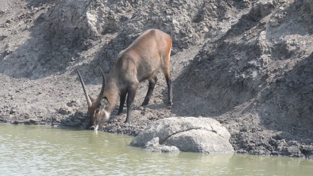 Topi Grazing In Wetland