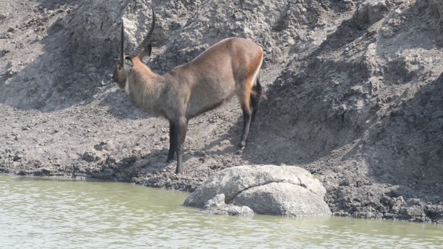 Topi Grazing In Wetland