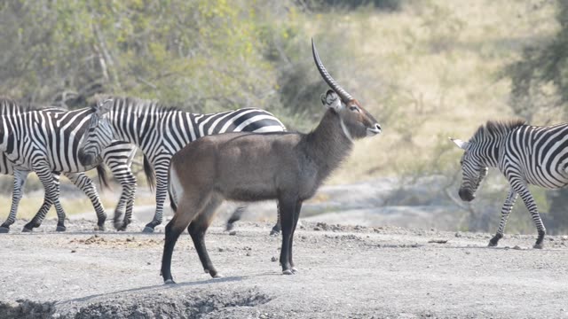 Topi Herd In Grassland