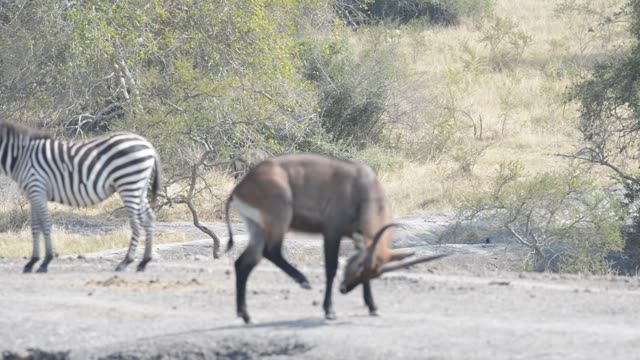 Topi Grazing In Wetland