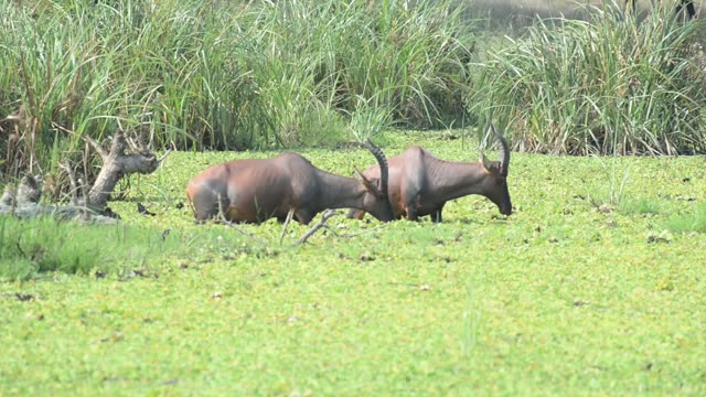 Topi Grazing In Wetland