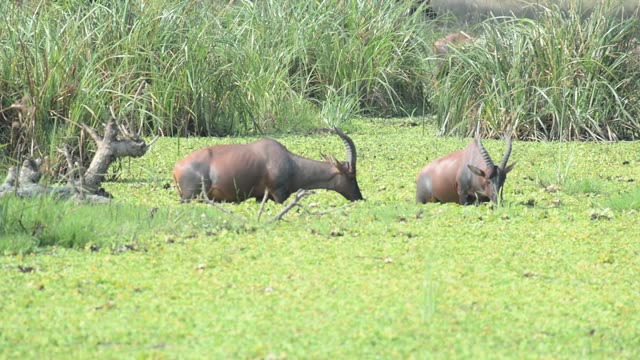 Topi Herd In Grassland