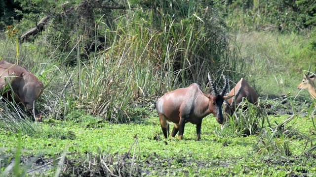 Topi Grazing In Wetland