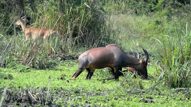 Topi Herd In Grassland