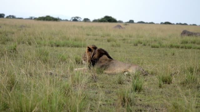 Male Lion Resting On Plain
