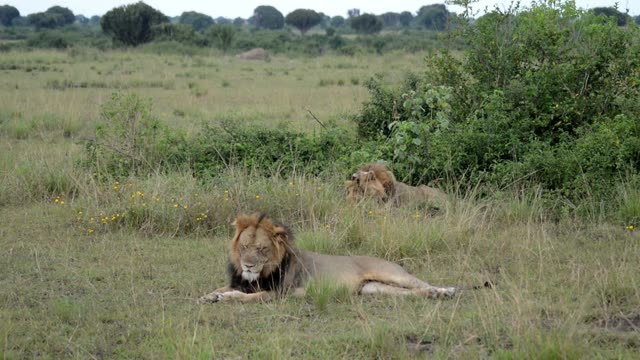 Two Male Lions Resting Bush