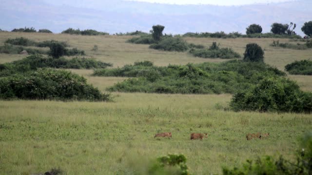Lions Crossing Green Hills