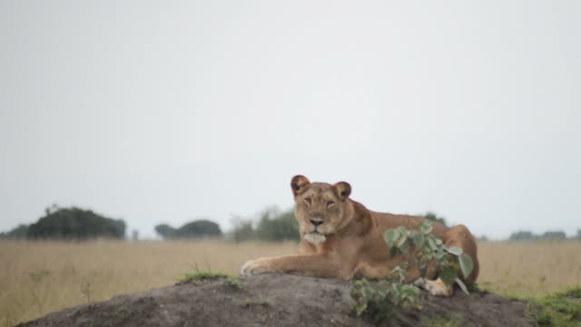 Lioness Lying On Termite Mound