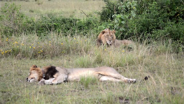 Male Lion Asleep In Grass