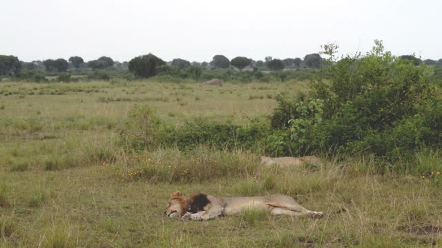 Sleeping Lion On Open Plain