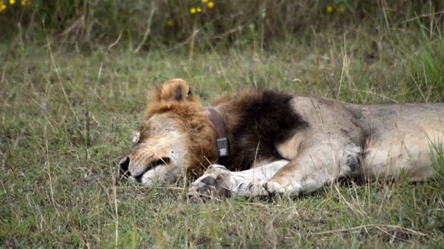 Collared Lion Sleeping Close Up