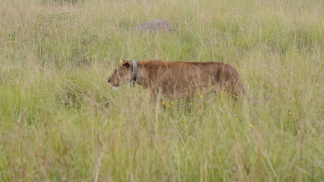 Collared Lioness Walking Tall Grass