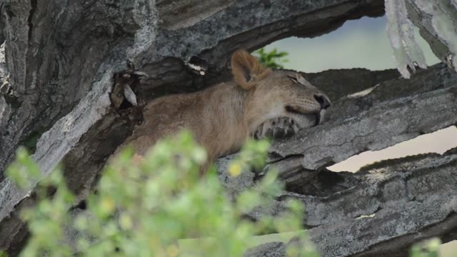 Lion Cub Asleep In Tree
