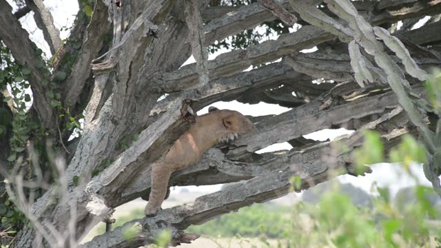 Lion Climbing In Old Tree