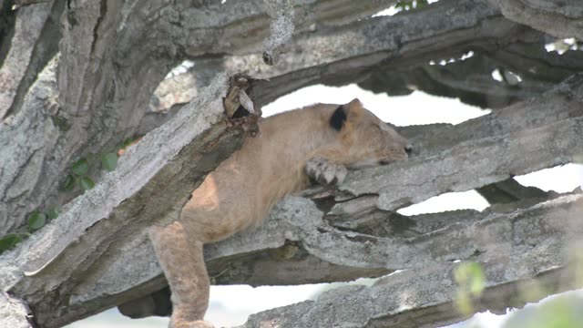 Lion Cub Sleeping On Bark