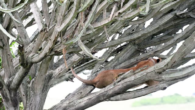 Lion Stretched On Cactus Limb